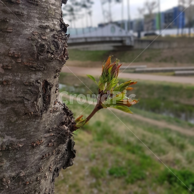 벚나무,새싹,봉오리,나무,봄,자연,식물,식물,자연,plants,nature