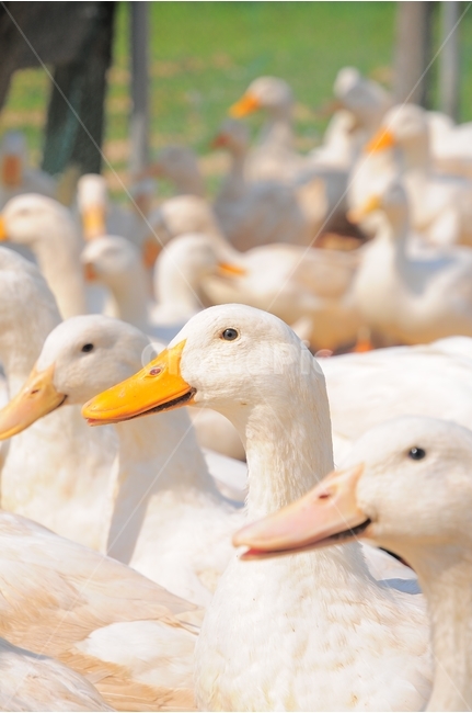 오리,거위,평창,농장,새,머리,부리,거위떼,오리떼,bird,agriculture,green,white,view,gaggle,farmyard,life,head,feather,grass,duck,farm,flock,village,korea,farming,wing,geese,korean,beak,group,rural,outdoors,country,upland,scene,wild,nature,animal,wildlife,flockofbirds,flockofducks,flockofgeese,새떼,무리,동물,조류,야외,농업,동물,animal,조류,새,birds