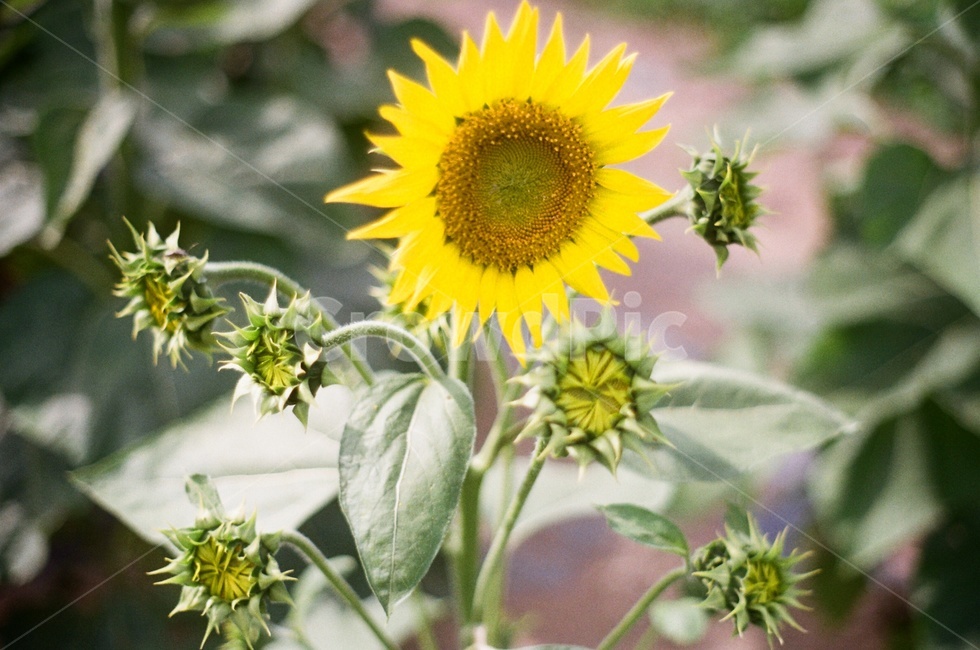 꽃,해바라기,sunflower,필름카메라,flower,식물,자연,plants,nature,꽃,flower