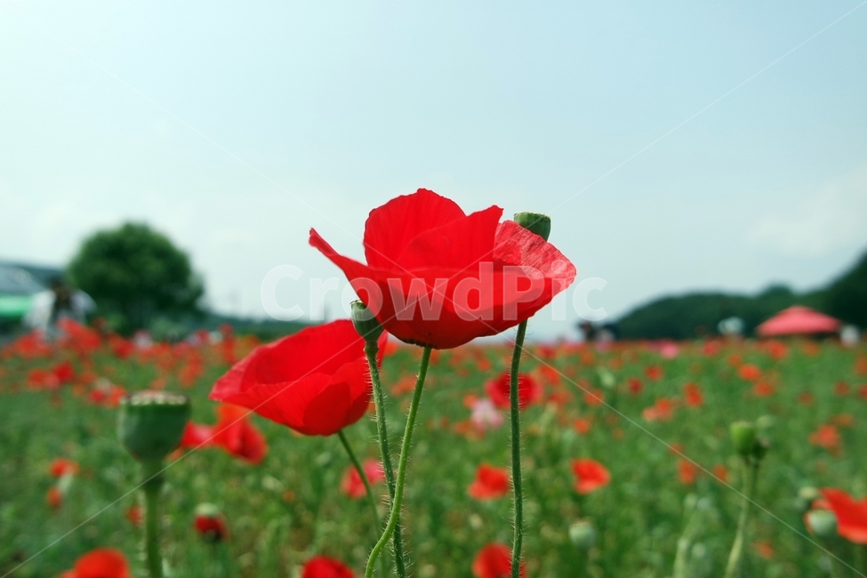 꽃양귀비,양귀비,양귀비꽃,붉은색꽃,꽃사진,양귀비축제,식물,자연,plants,nature,꽃,flower
