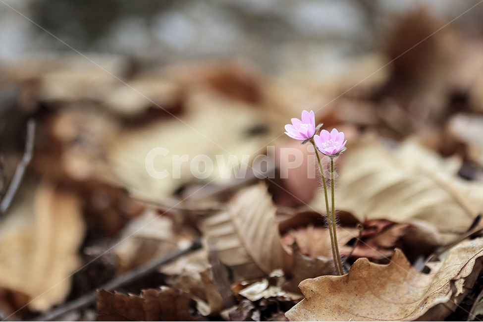 봄,노루귀,야생화,수리산,봄꽃,식물,자연,plants,nature,꽃,flower