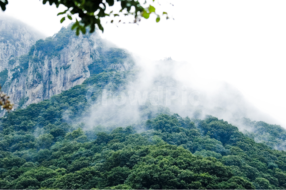 지방,배경사진,산,안개,풍경,자연,풍경,nature,landscape,vegetation,초목,plant,식물,land,땅,tree,나무,outdoors,옥외,rainforest,열대 우림,jungle,밀림