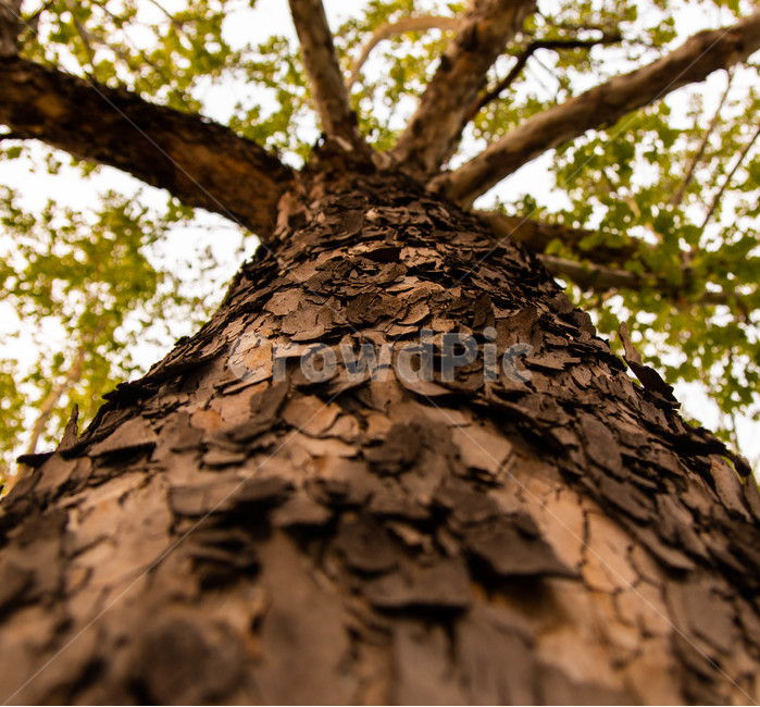 나무,자연,tree,nature,식물,식물,자연,plants,nature,나무,trees,wood