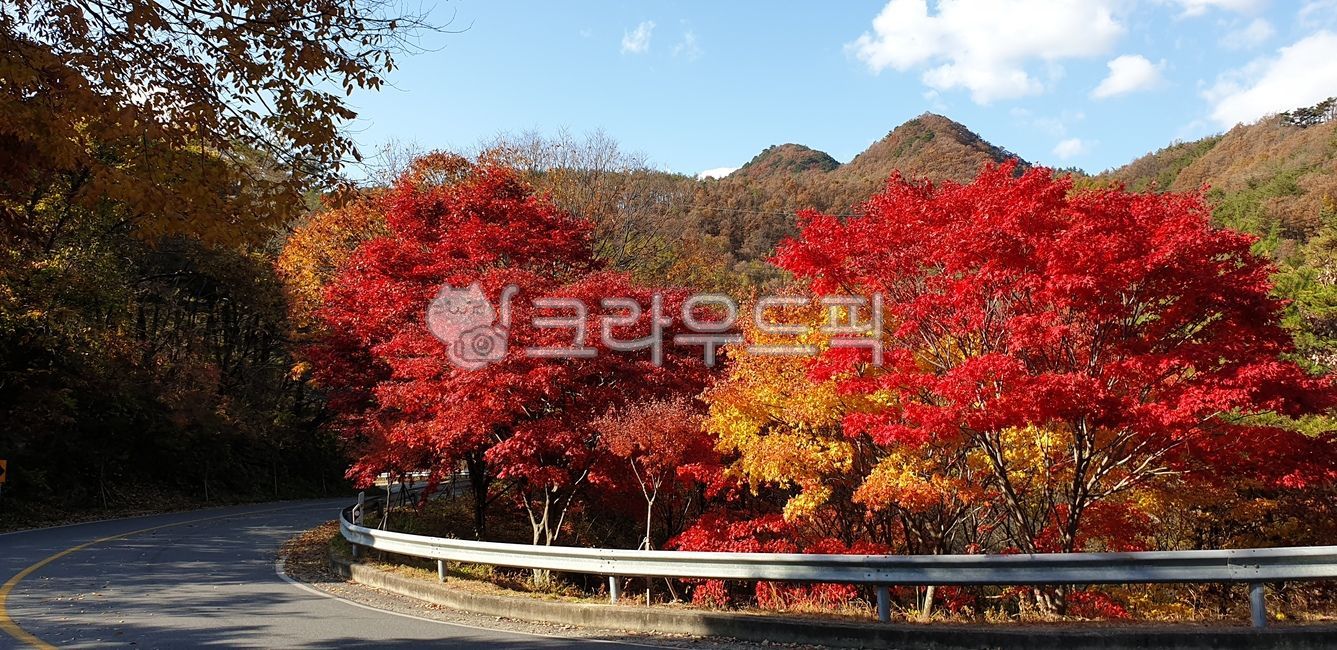 autumn, nature, beautiful, tree, background, 사진,이미지,일러스트,캘리그라피 ...