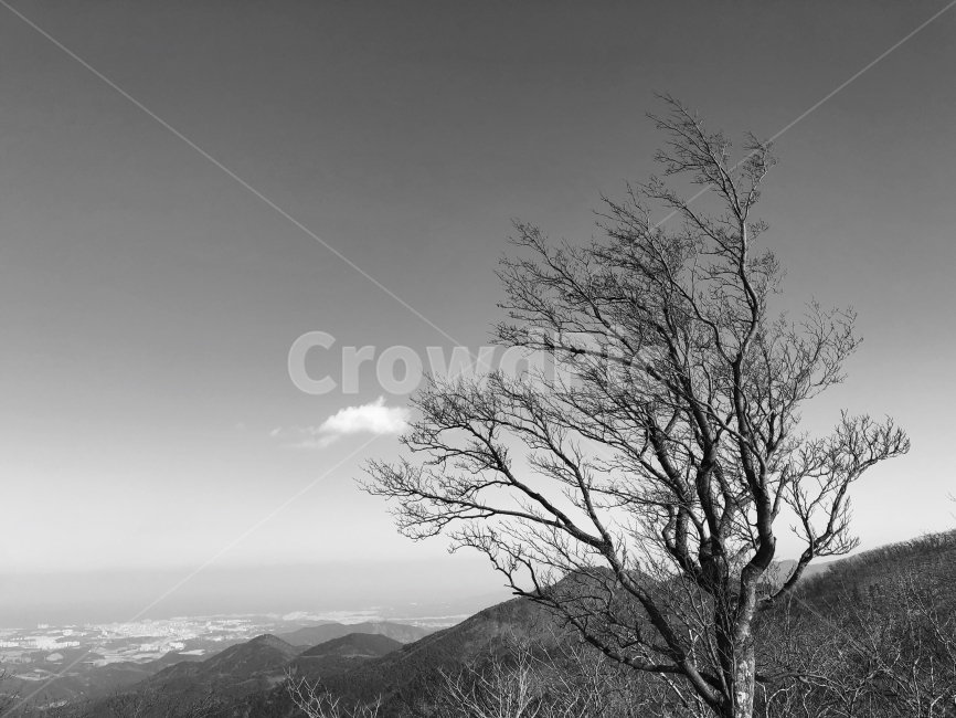 미시령,흑백,겨울,나무,강원도,강릉,구름,하늘,겨울,계절,winter,season,자연,풍경,nature,landscape,식물,plants,나무,trees,wood,흑백,모노톤,monochrome,black and white,plant,tree,outdoors,옥외