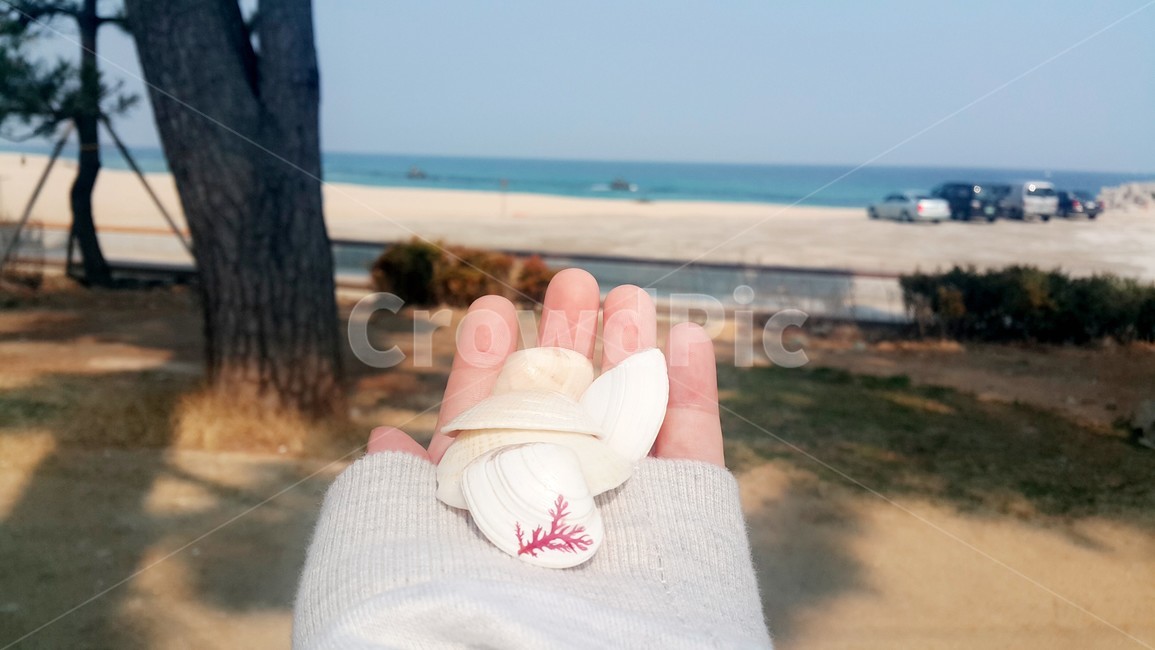 커피거리,조개껍데기,바다와조개,감성사진,강릉바다,안목해변,예쁜조개