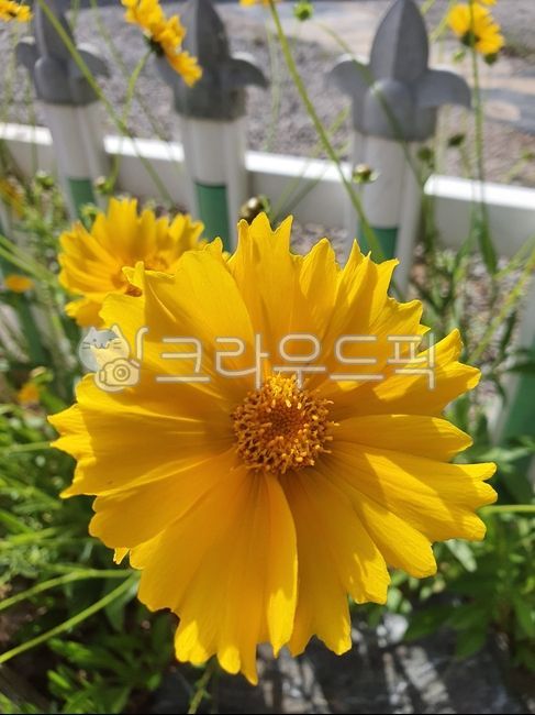 식물, 꽃, flower, blossom, 노랑, 사진,이미지,일러스트,캘리그라피 - Danmuji202작가
