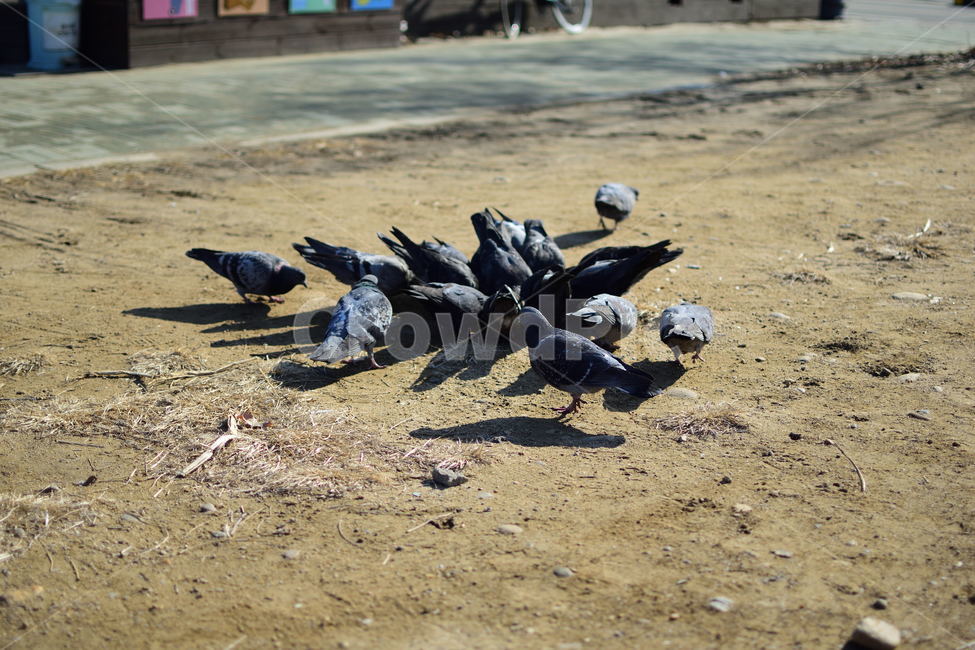 비둘기,새,dove,bird,먹이,동물,animal,조류,새,birds
