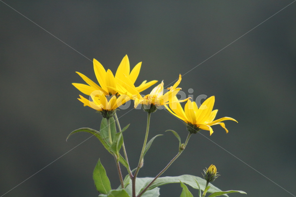 돼지감자,꽃,식물,야생화,topinambur,돼지감자꽃,식물,자연,plants,nature,꽃,flower