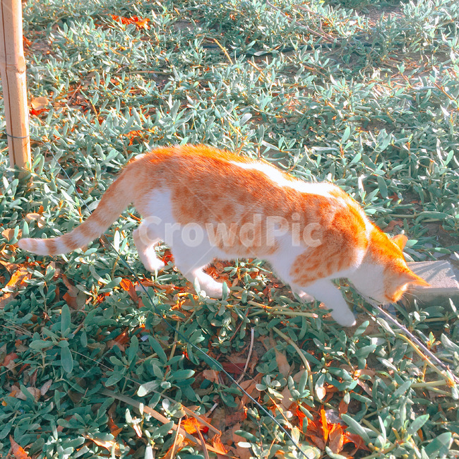 고양이,풀밭,자연,cat,애완동물