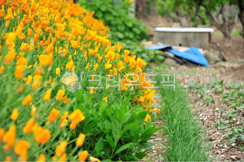 spring flowers,poppy,gold movie,plant,California Poppy,yellow flower,californiapoppy,flower