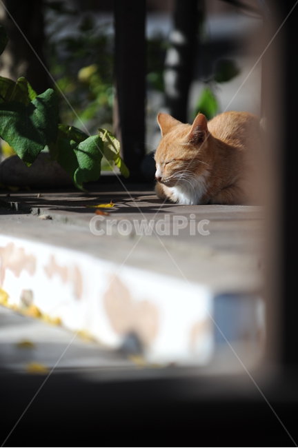 고양이,포유류,동물,애완동물,cat,동물,animal,포유류,mammal,고양이,cat,kitten,kitty