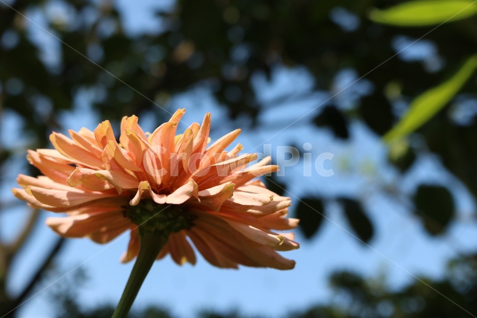 꽃,분홍,노랑,초록,식물,flower,hana,pink,pinku,yellow,kiiro,green,midori,plants,shokubutsu,햇빛,그림자,sunlight,hizashi,shadow,kage,하늘,자연,sky,sora,nature,나무,tree,ki,구름,cloud,kumo,식물,자연,plants,nature,꽃,flower