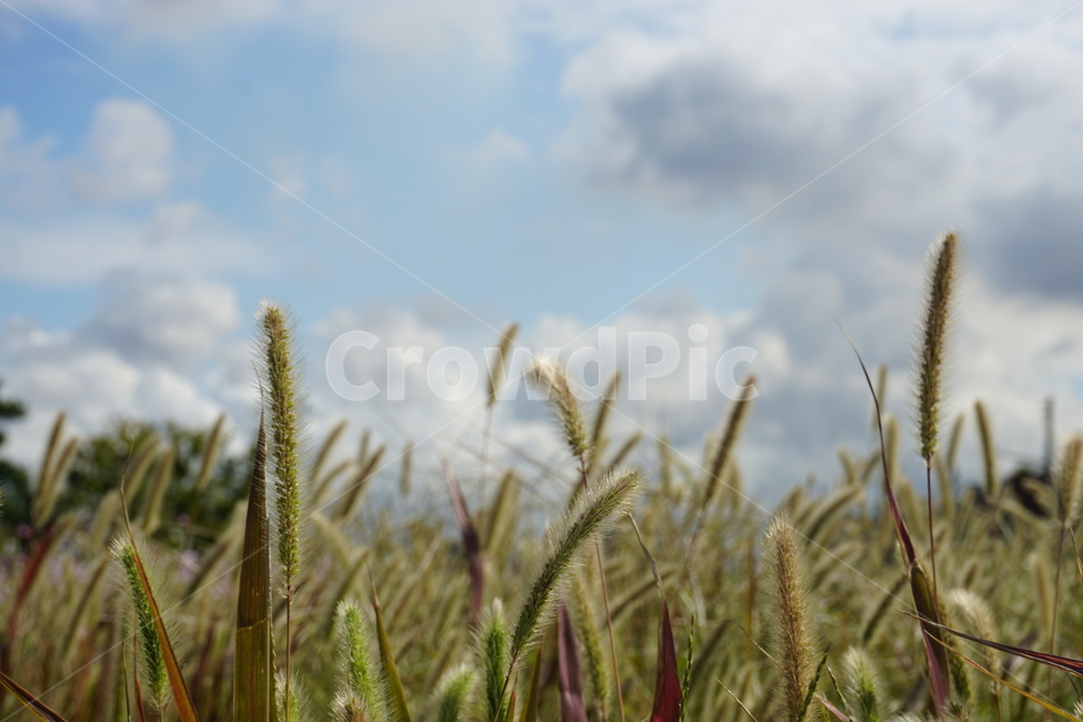 강아지풀,자연,식물,풀,plant,가을,가을,계절,fall,autumn,season,식물,자연,plants,nature,grass,잔디