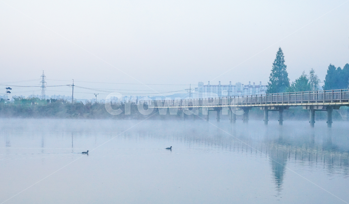 호수,오리,다리,철교,길,나무,제방,조류,새,안개,새벽,도시,풍경,city,landscape,한국도시풍경,한국도시경관,korea cityscape,nature,자연