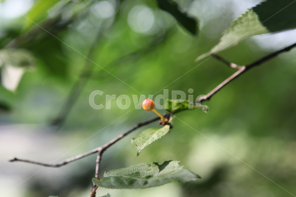 나뭇가지,감성,잎사귀,강조,꽃사과,식물,자연,plants,nature,과일,열매,fruit