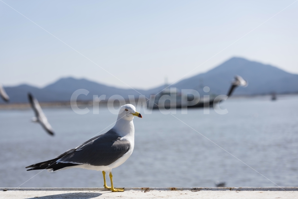 갈매기,하늘,날다,날개,푸른하늘,스카이,동물,새,sky,animal,gulls,bird,wings,fly,skyblue,blue,nature,바다,배,항구,동물,animal,조류,새,birds