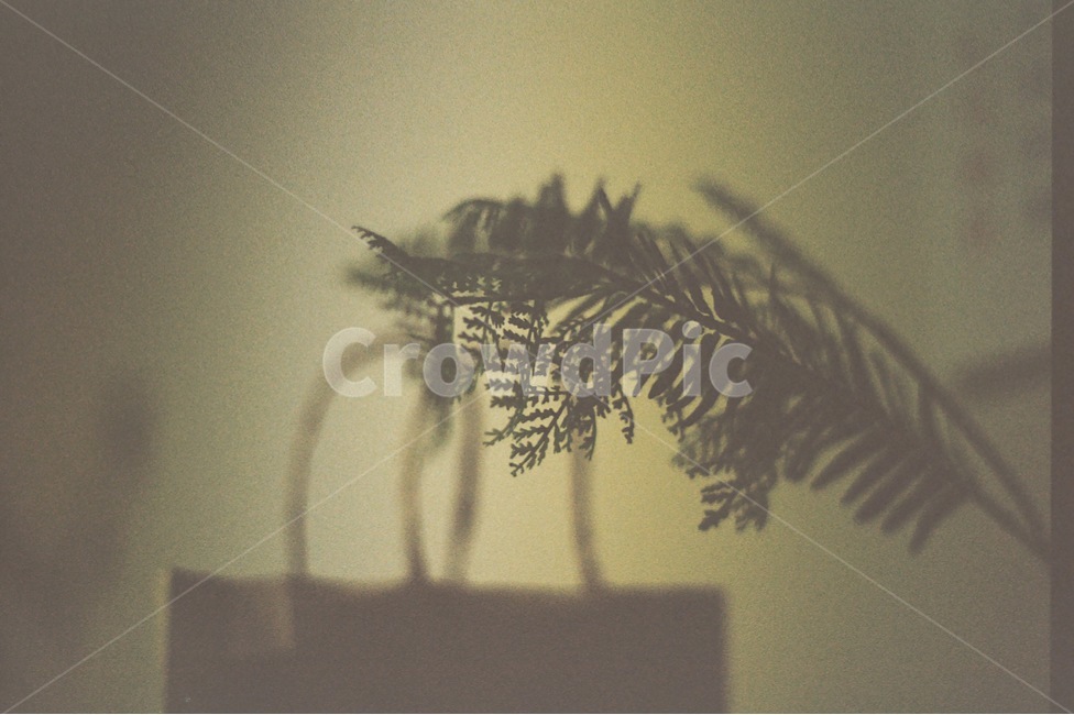 조화,쇼핑백,방,나뭇잎,이파리,식물,자연,plants,nature