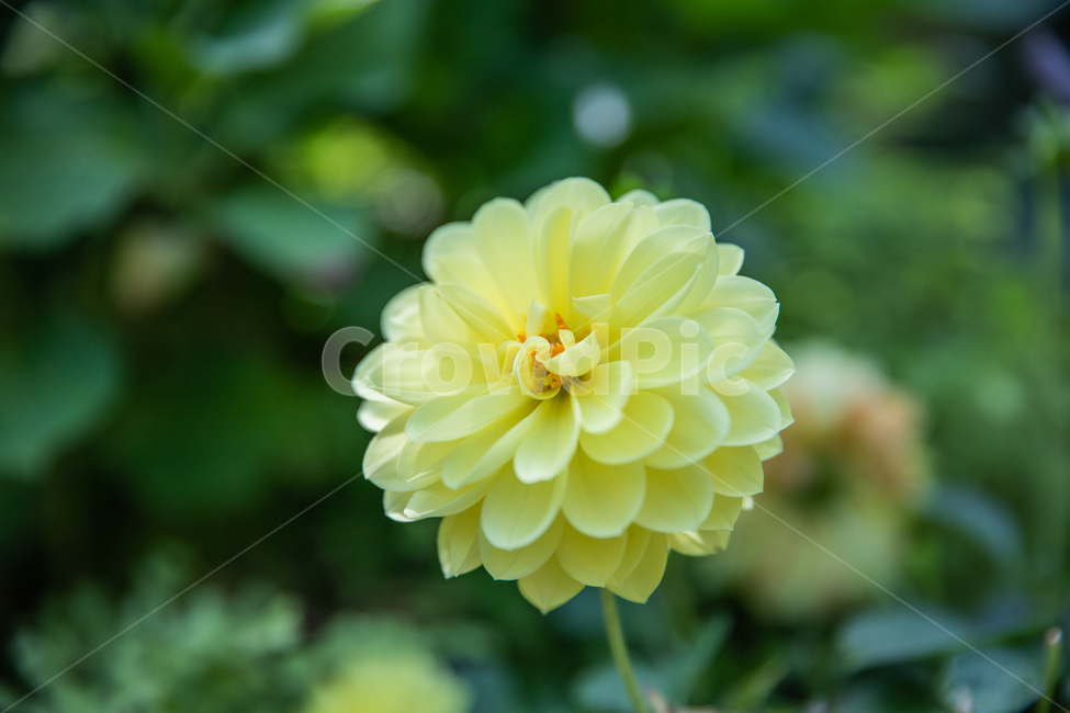 꽃,식물,plant,flower,blossom,식물,자연,plants,nature,꽃,flower