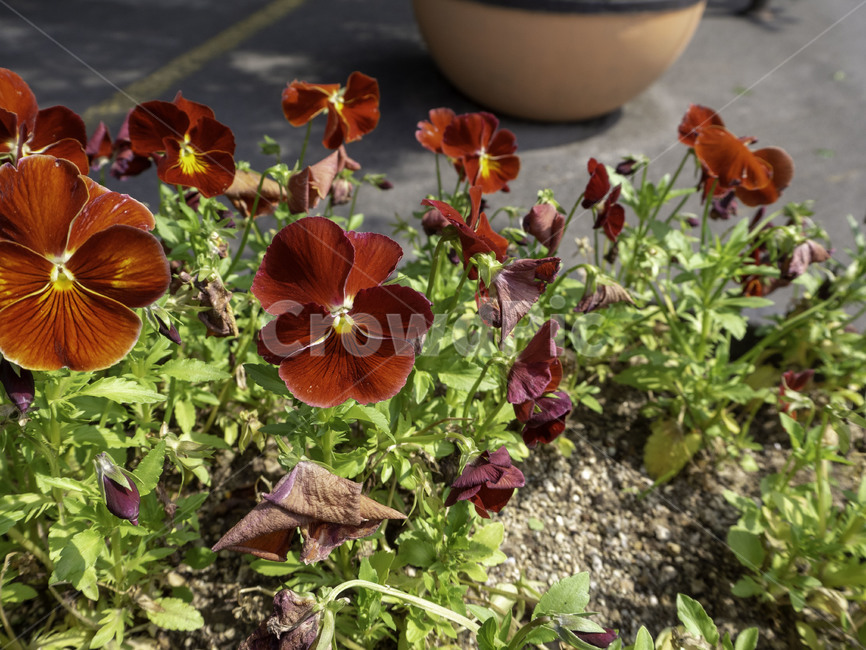 수목원,botanicalgarden,자연,nature,팬지꽃,violaarvensismurray,꽃,flowers,팬지,식물,plant,식물,자연,plants,nature,꽃,flower