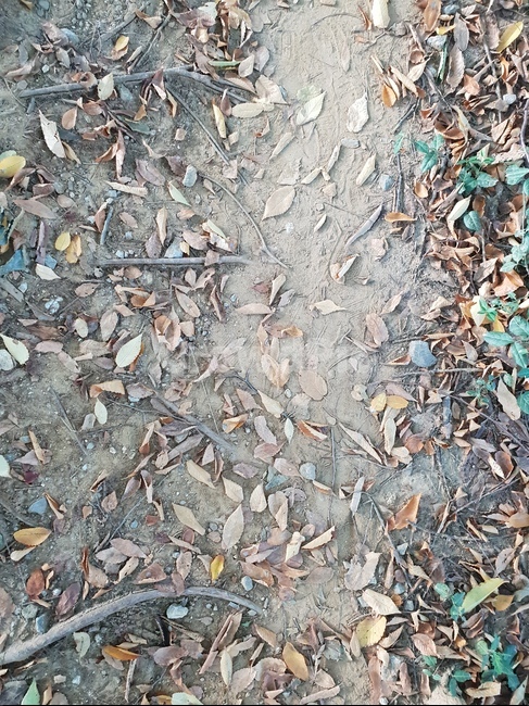 가을,낙엽,힐링,자연,식물,산책,흙,가을,계절,fall,autumn,season,ground,바닥