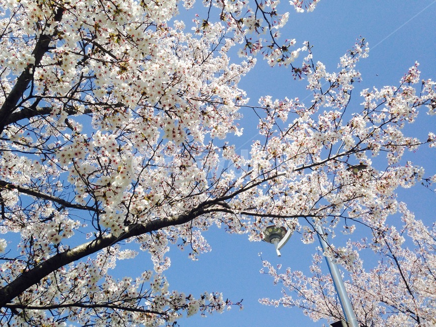 벚꽃,봄,spring,plant,식물,blossom,cherryblossom,flower,꽃