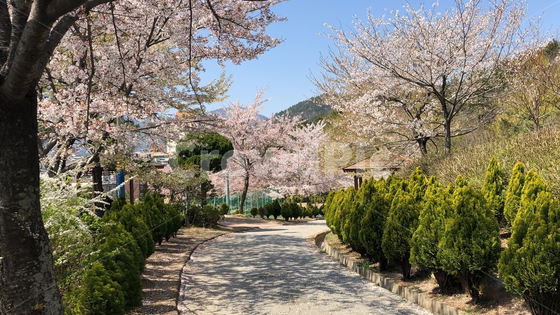 벛꽃,풍경,환경,꽃,봄,산책길