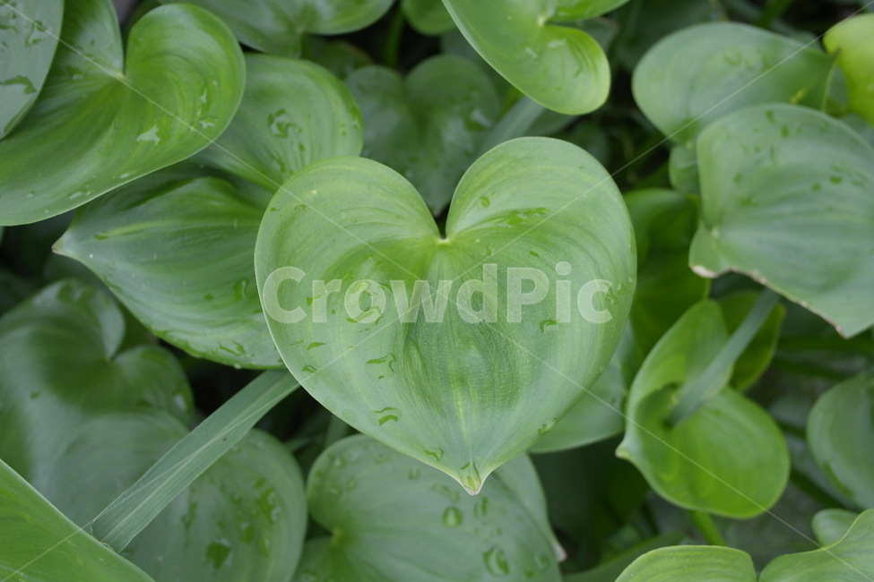 하트,마음,잎,사랑,초록,치유,식물,plant,식물,자연,plants,nature