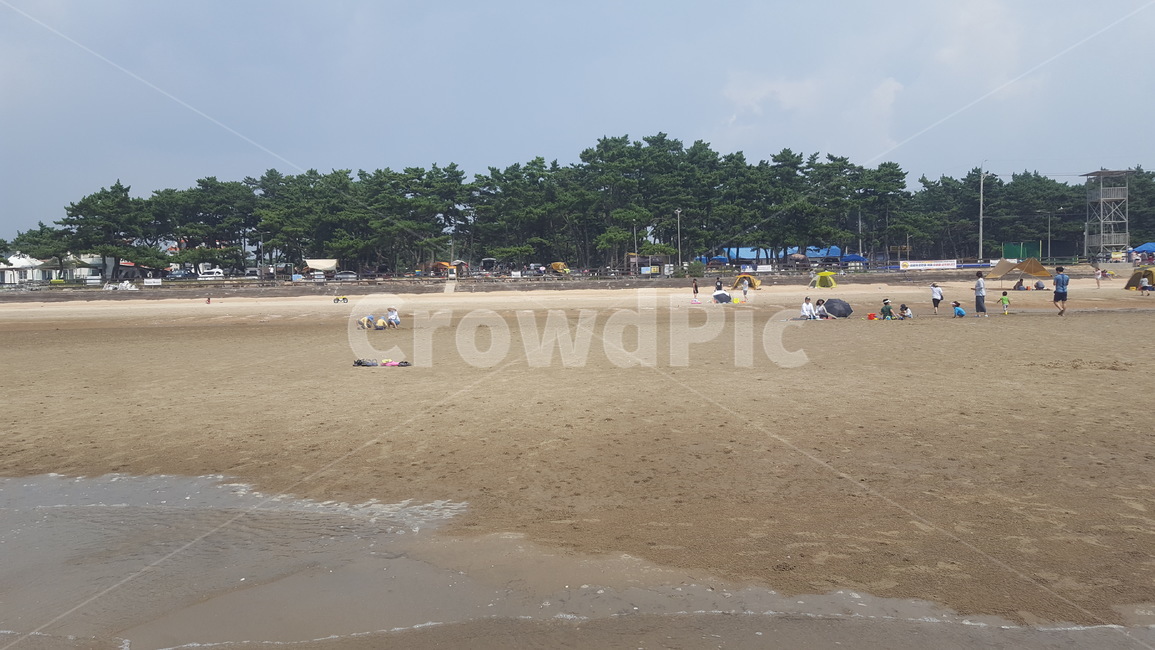 해변,나무,모래,소나무,물