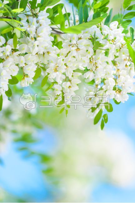 sky,close up,green,nature,tree,flowering,leaf,branch,flower,spring,beekeeping,White,petal,outdoors,plant,acacia flower,season,acacia,stem