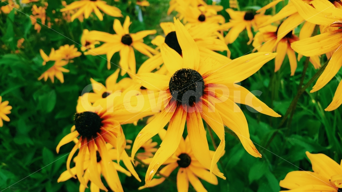 꽃,노란꽃,노란색,풀,자연,식물,자연,plants,nature,꽃,flower