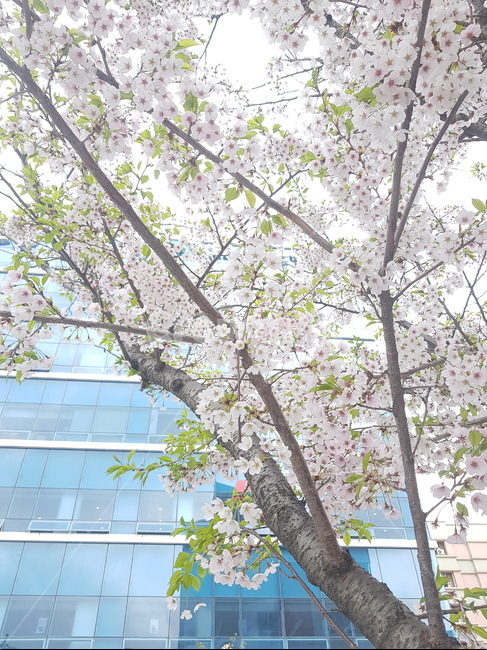 식물,꽃,벚꽃,blossom,cherryblossom
