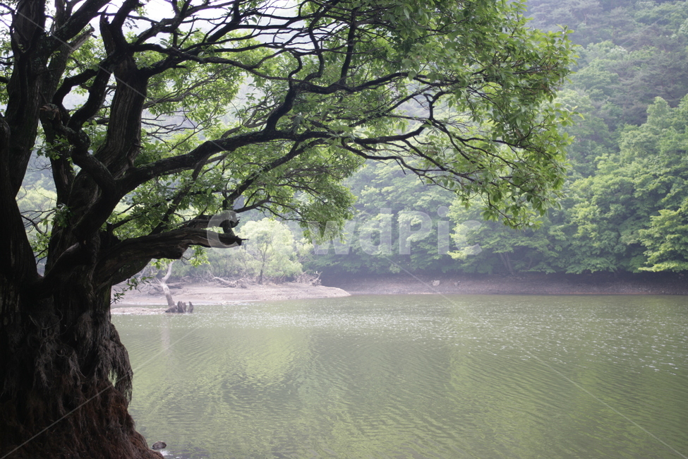 water,물,nature,자연,outdoors,옥외,plant,식물,tree,나무,호수