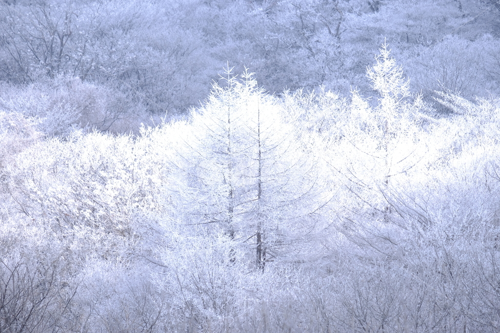 상고대,눈꽃,눈,겨울산,겨울눈꽃,겨울,계절,winter,season,자연,풍경,nature,landscape