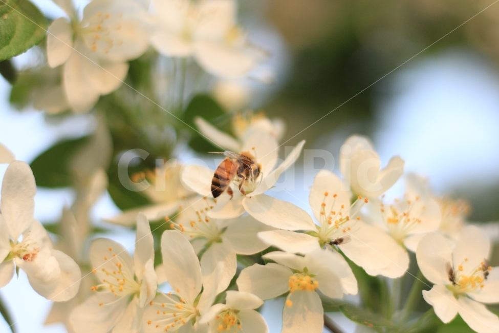 꽃,벌,꽃과벌,빛모아농원,자연,식물,자연,plants,nature,꽃,flower,동물,animal,곤충,벌레,insect,bug,감성,sensible,feeling,휴식,힐링,rest,relaxation,healing