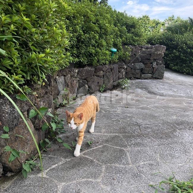 고양이,자연,돌담,길고양이,cat,nature,road,동물,animal,포유류,mammal,고양이,cat,kitten,kitty