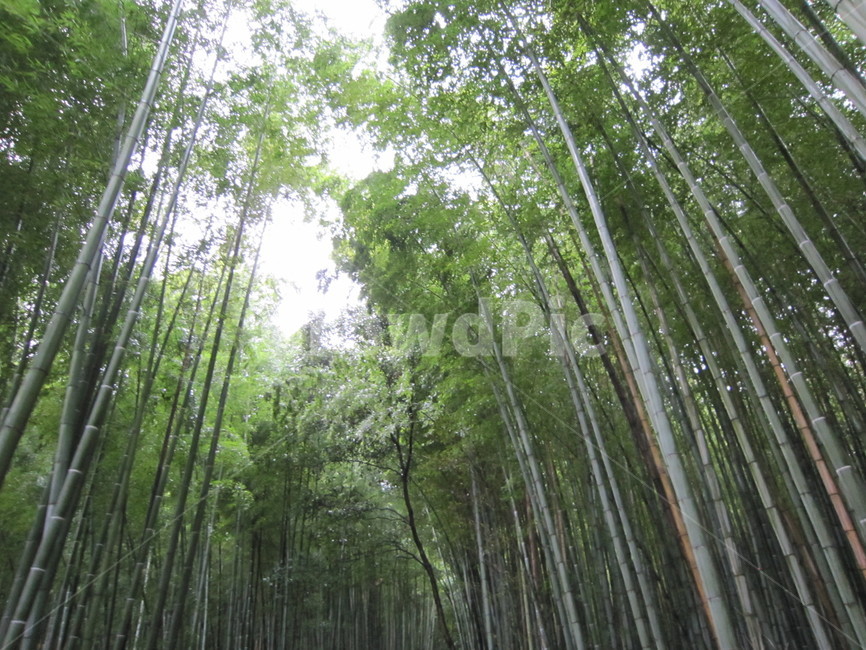 대나무,숲,길,bamboo,road,forest,조용한,고요한,peaceful,식물,자연,plants,nature,나무,trees,wood