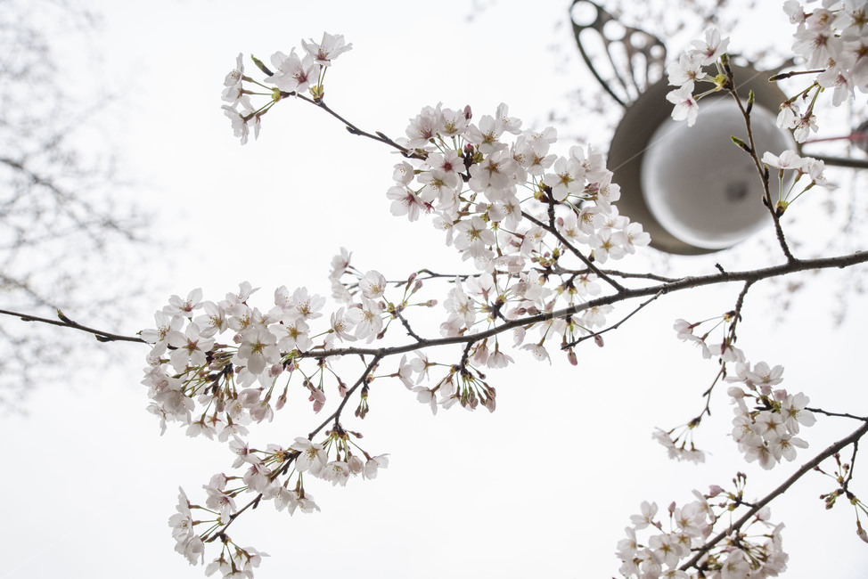 벚나무,봄,봄꽃,꽃나무,plant,식물,벚꽃,blossom,꽃