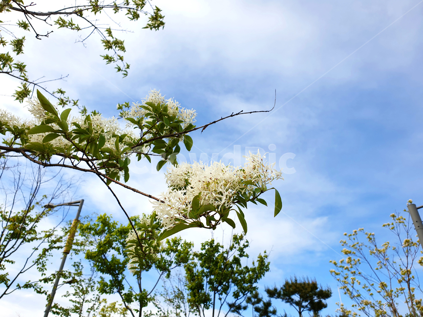plant,식물,꽃,blossom,flower,하늘,sky,구름,식물,자연,plants,nature,꽃,flower