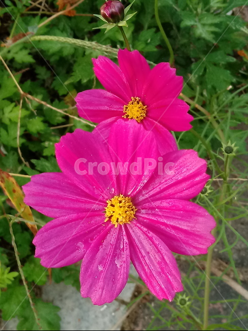 plant,flower,꽃,코스모스,식물,가을꽃,꽃잎,fallautumnseason,자연,감성,꽃술,식물,자연,plants,nature,꽃,flower