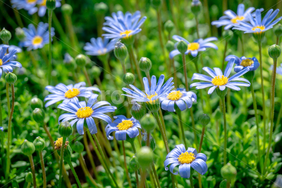 꽃,정원,꽃밭,식물,자연,식물,자연,plants,nature,꽃,flower