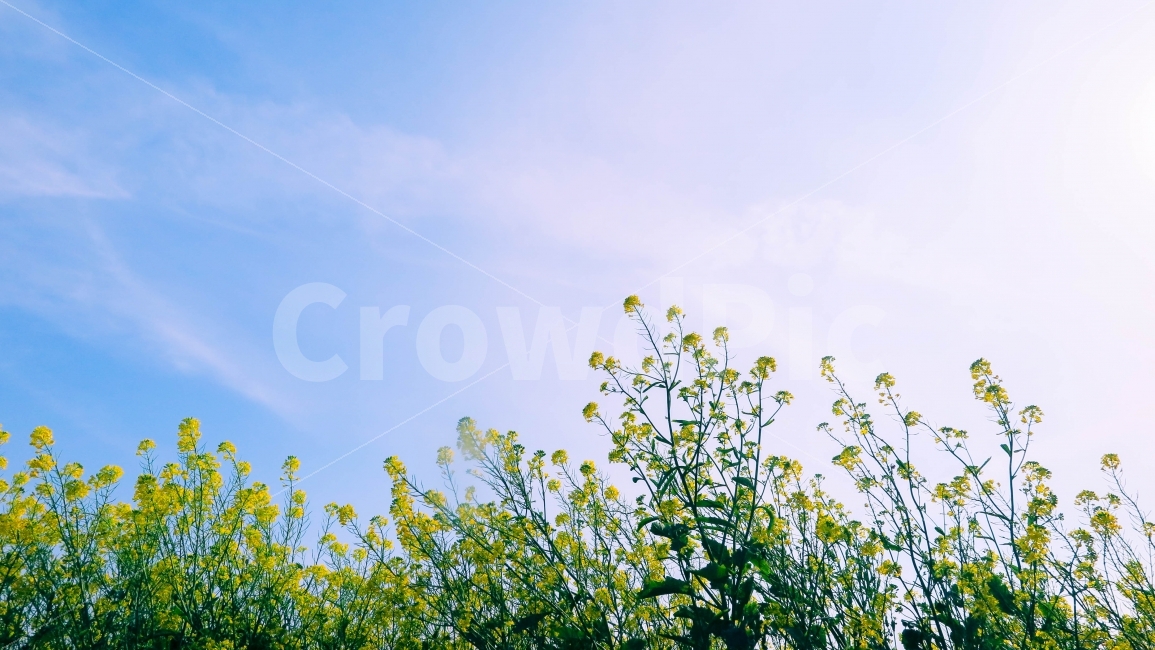 풍경,하늘,꽃,바람,감성,자연,풍경,nature,landscape,식물,plants,꽃,flower