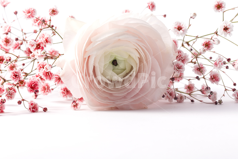 꽃다발,꽃,꽃송이,핑크,핑크꽃,꽃잎,라넌큘러스,안개꽃,배경화면,꽃,flower