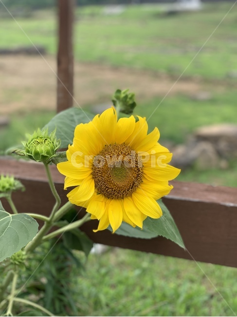 해바라기,꽃,sunflower,해바라기꽃,여름해바라기