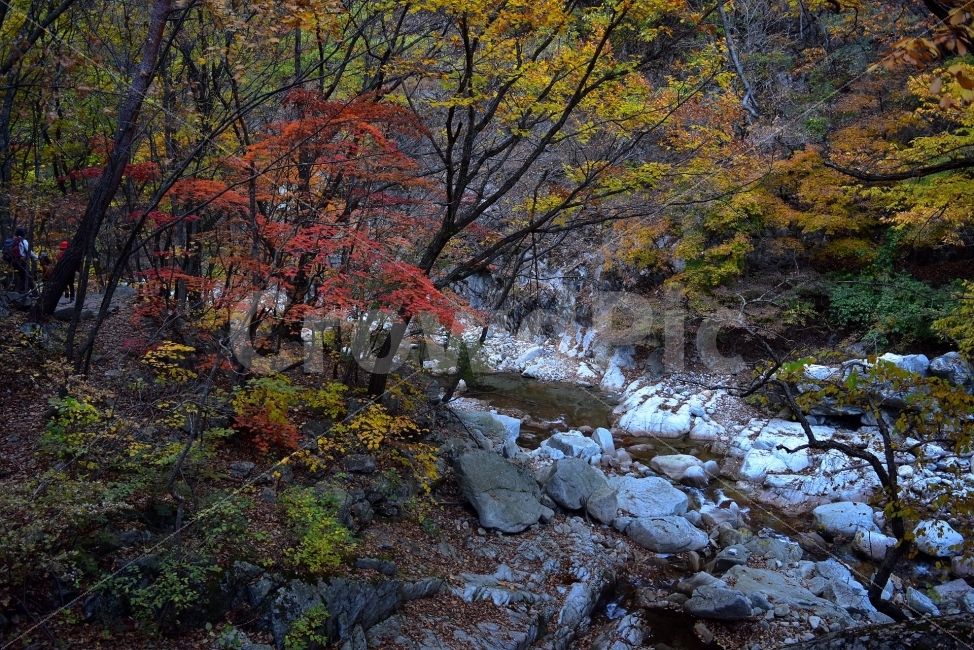 설악산,가을,풍경,단풍,탐방,국립공원,빨간단풍,파란하늘,가을색,오색,울긋불긋,알록달록,그림같은,칼라풀,뷰티플,아름다운,힐링,감성,자연,정취,산세,명산,100대명산,nature,산,등산,트레킹,풍경사진,비경,경치,가을사진,가을색채,가을의정취,맑음,청명,가을날씨,십이선녀탕계곡,장수대,대승령,남교리,복숭아탕,서북능선,가을,계절,fall,autumn,season,자연,풍경,nature,landscape,한국자연풍경,한국자연경관,korea nature landscape,plant,식물,tree,나무