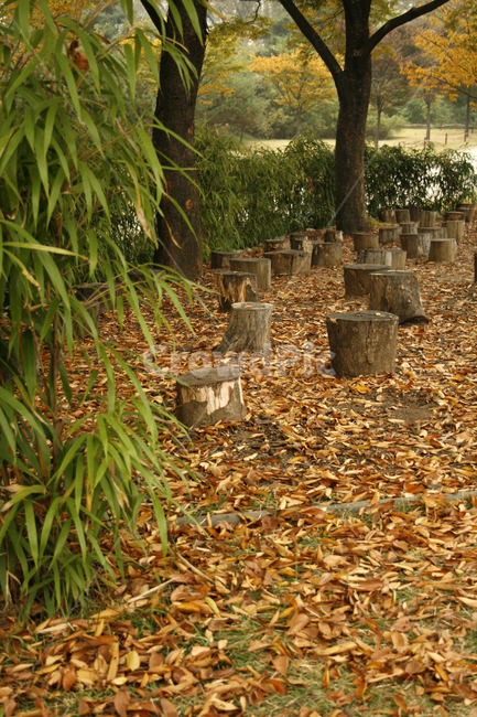 나무,가을,식물,자연,낙엽,가을,계절,fall,autumn,season