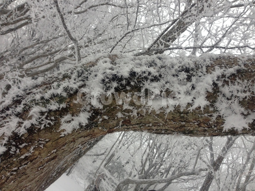 눈꽃,한라산눈꽃,겨울한라산,설산,겨울나무,계절,풍경,season,winter,snowflake