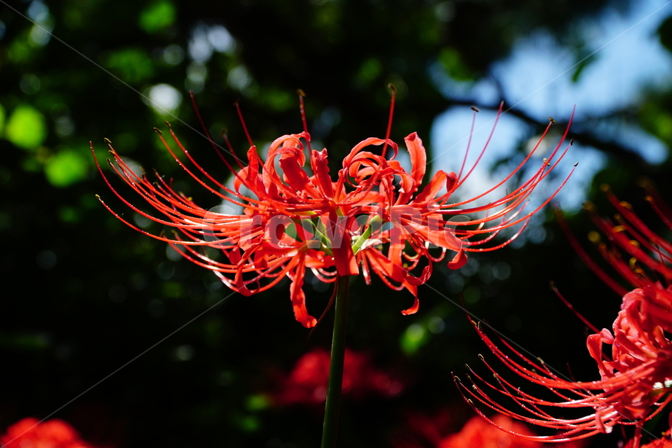 꽃무릇,꽃,식물,플라워,flower,자연,nature,plants,9월,가을,fall,autumn,september,꽃밭,화단,closeup,접사,매크로,마크로,macro,꽃사진,가을꽃,식물,자연,plants,nature,꽃,flower