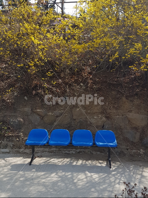 개나리,의자,풍경,경치,봄,사진,돌,봄날,spring,chair,flower,forsythia,봄,계절,spring,season,ground,바닥