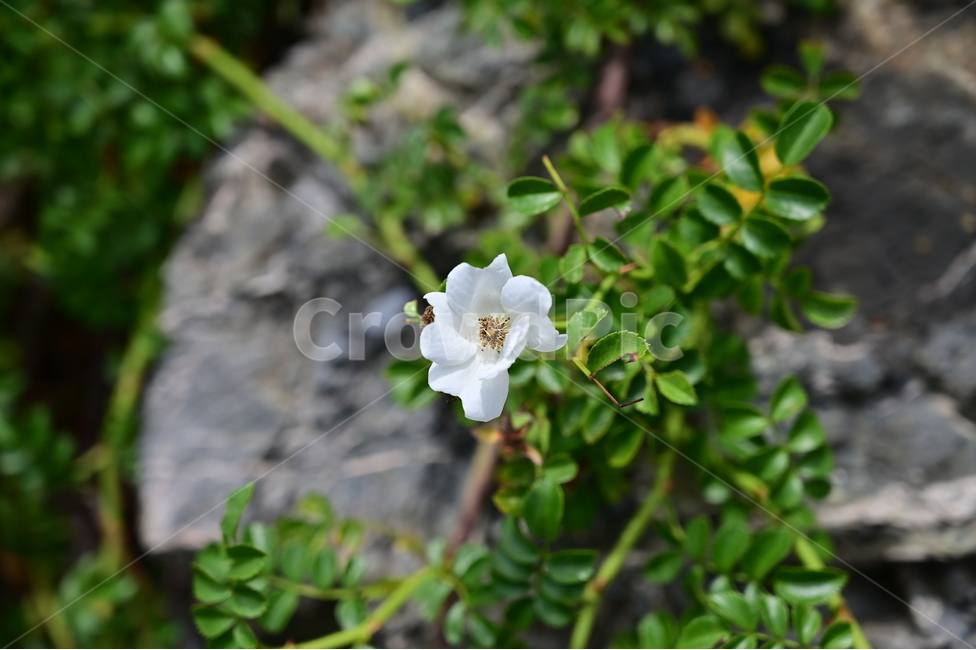 꽃,flower,plant,식물,찔레꽃,흰색,white,식물,자연,plants,nature,꽃,flower